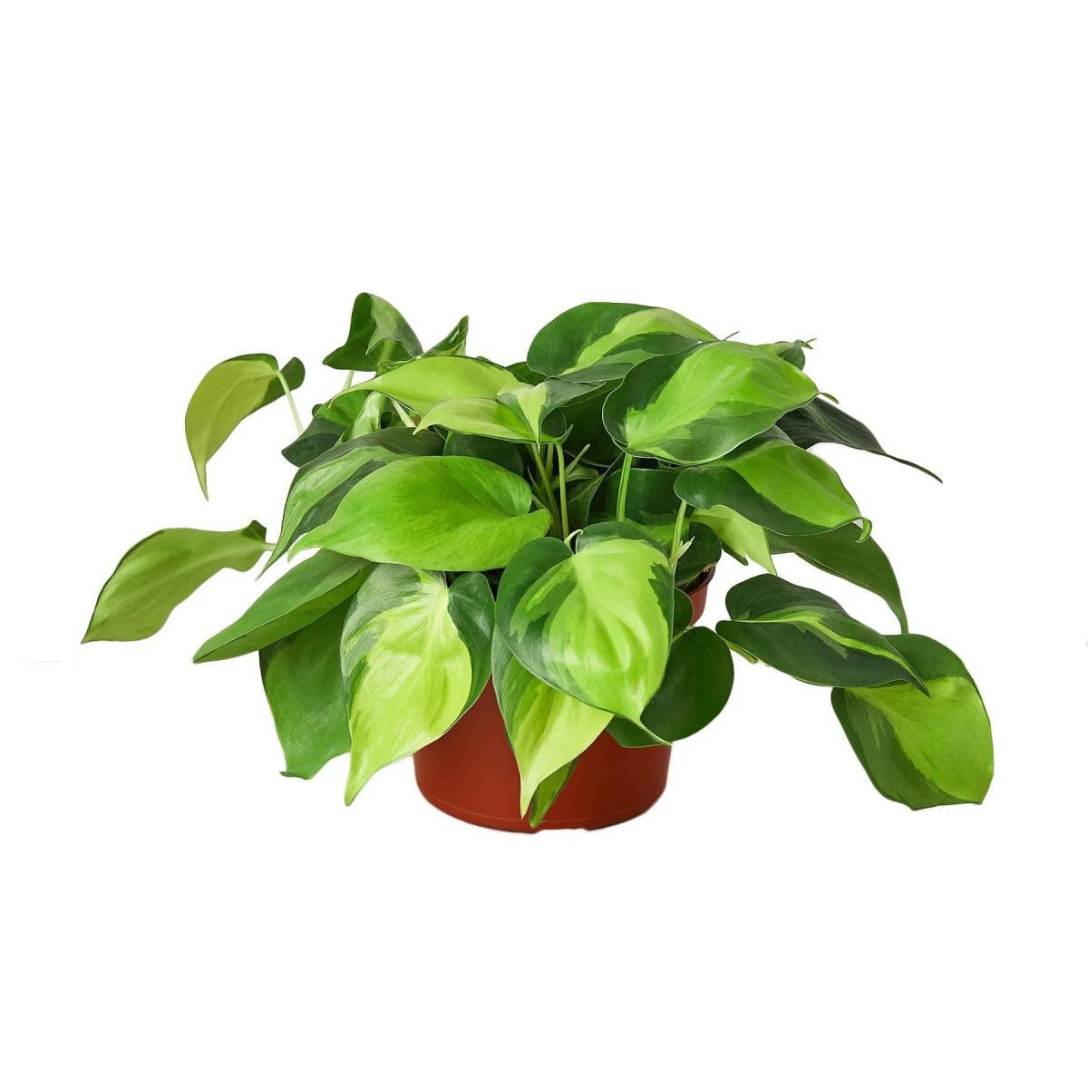 Philodendron Brasil-Indoor Plants-Trendy Gardener