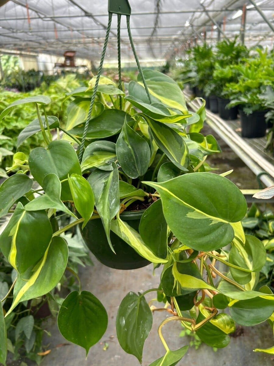 Philodendron Brasil-Indoor Plants-Trendy Gardener