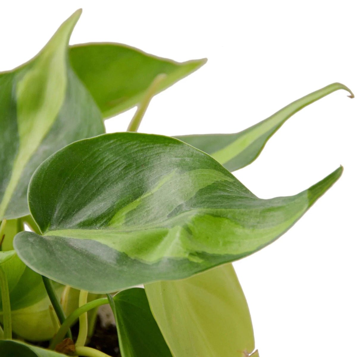 Philodendron Brasil-Indoor Plants-Trendy Gardener