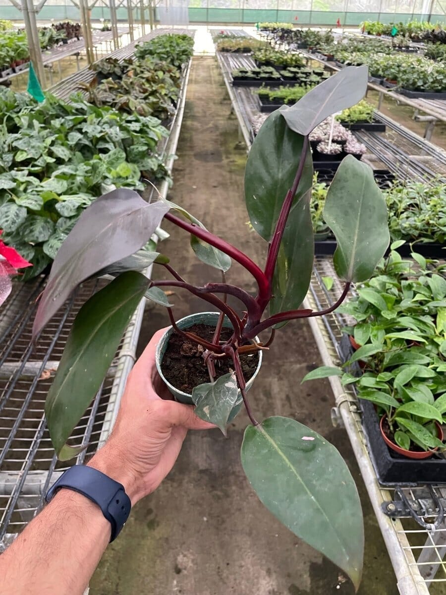 Philodendron 'Burgundy Princess' (Reverted Pink Princess) - B-Grade-Indoor Plants-Trendy Gardener