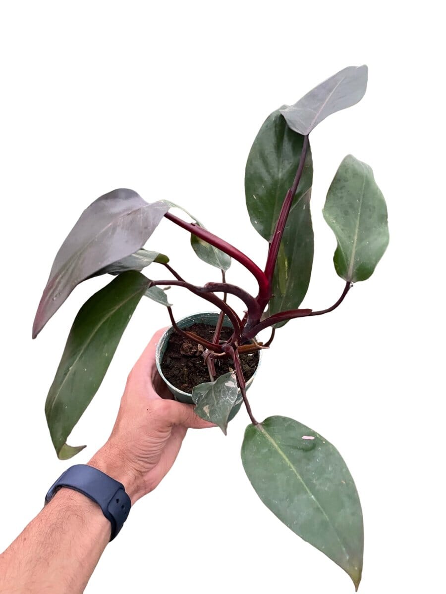 Philodendron 'Burgundy Princess' (Reverted Pink Princess) - B-Grade-Indoor Plants-Trendy Gardener