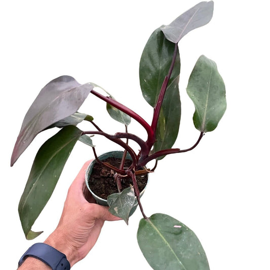 Philodendron 'Burgundy Princess' (Reverted Pink Princess) - B-Grade-Indoor Plants-Trendy Gardener