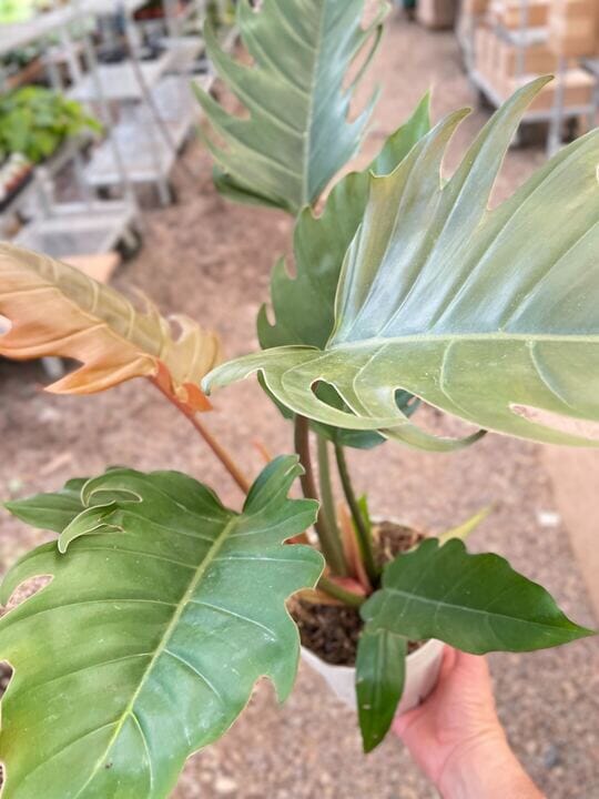 Philodendron Caramel Pluto-Indoor Plants-Trendy Gardener