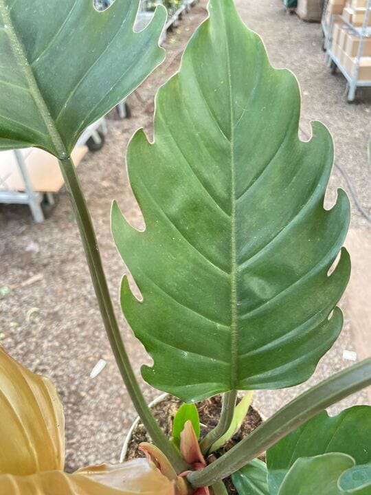 Philodendron Caramel Pluto-Indoor Plants-Trendy Gardener