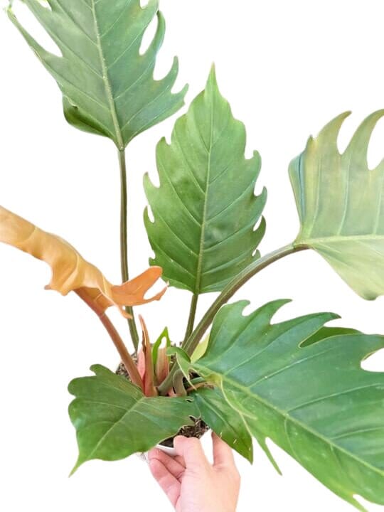 Philodendron Caramel Pluto-Indoor Plants-Trendy Gardener