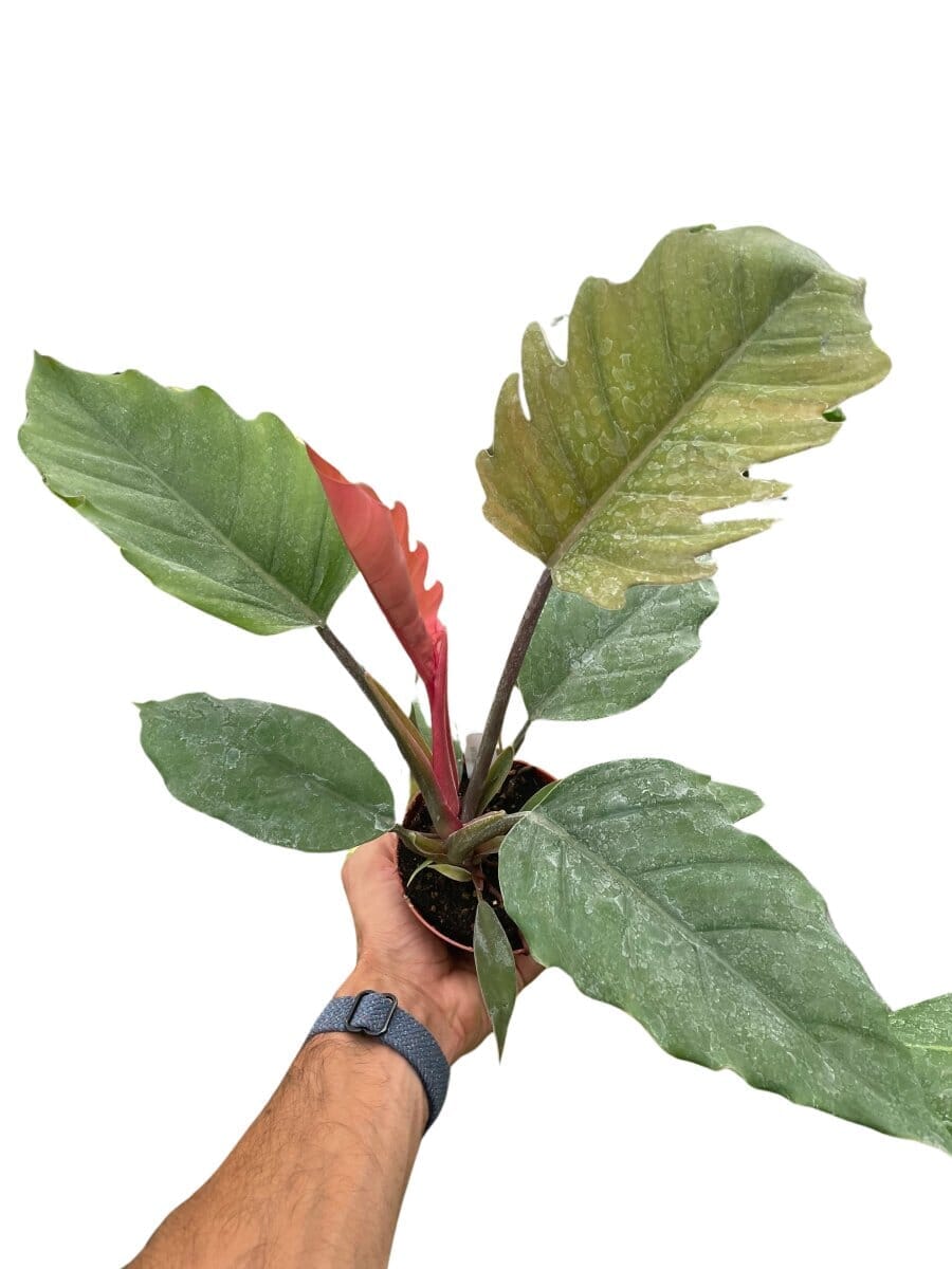 Philodendron Choco Empress-Indoor Plants-Trendy Gardener