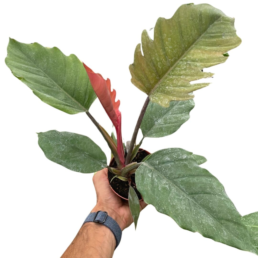 Philodendron Choco Empress-Indoor Plants-Trendy Gardener