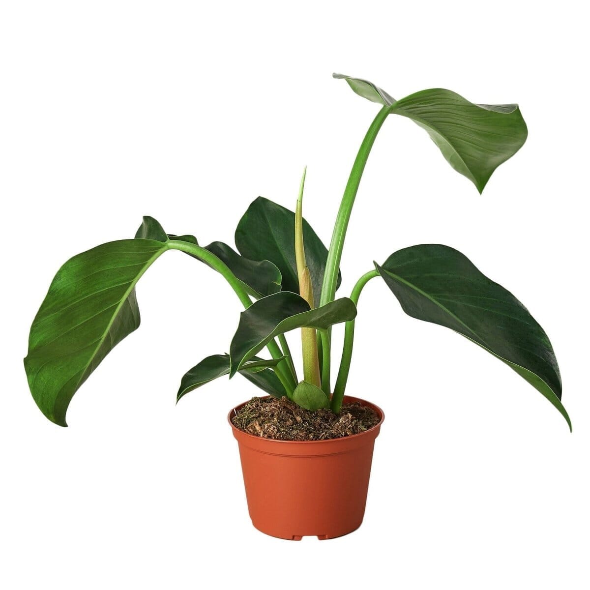 Philodendron 'Congo Green'-6" Plant-Trendy Gardener