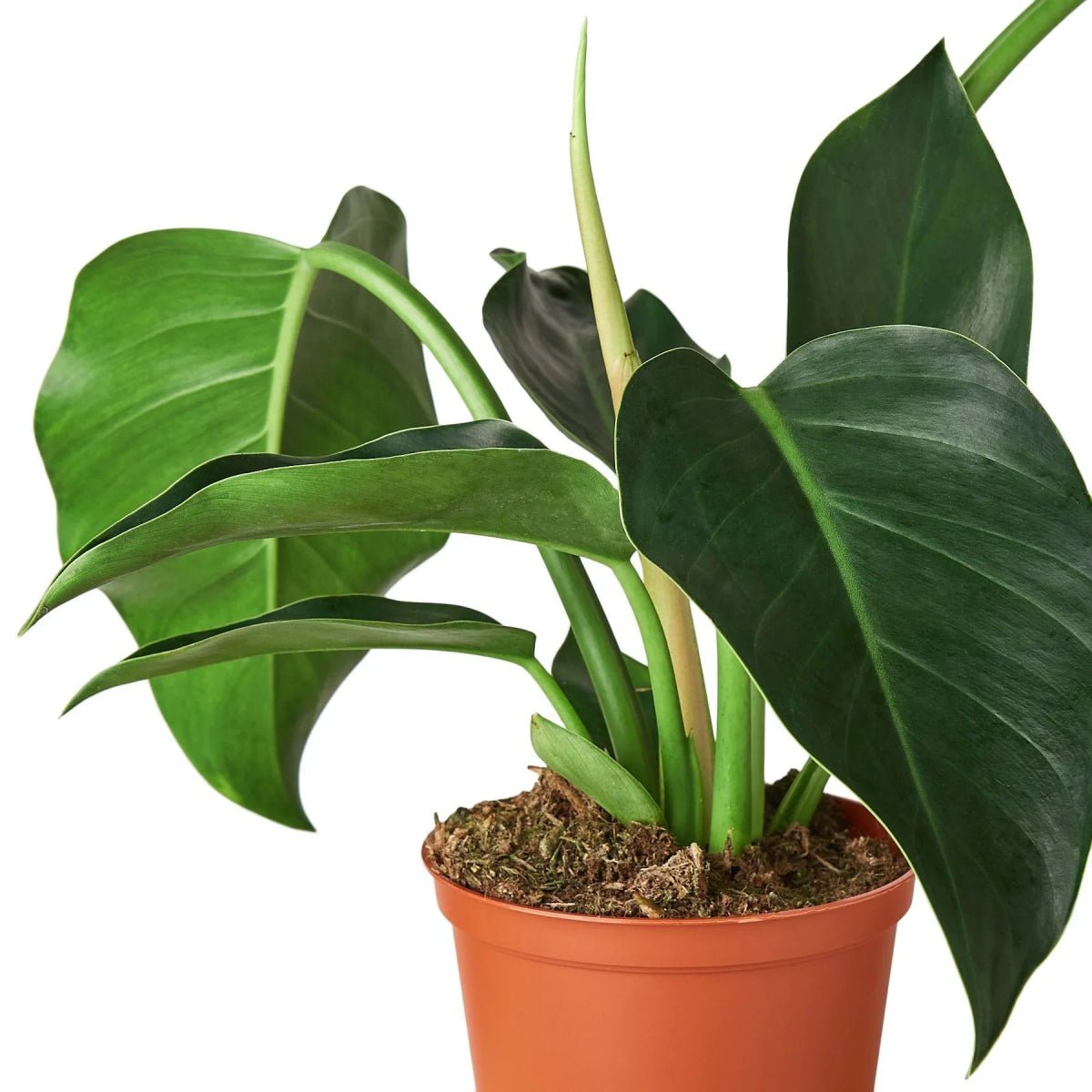 Philodendron 'Congo Green'-6" Plant-Trendy Gardener