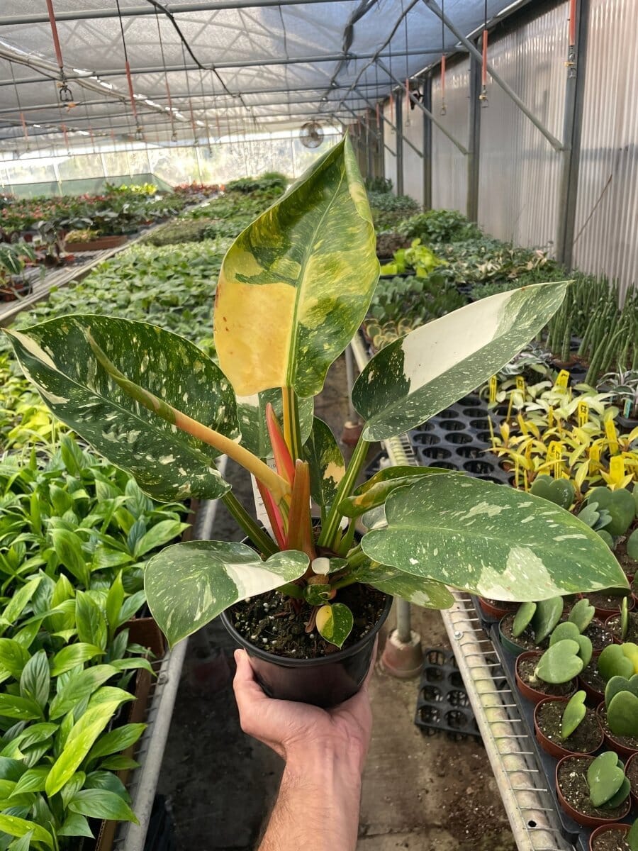 Philodendron 'Congo Green Variegated'-6