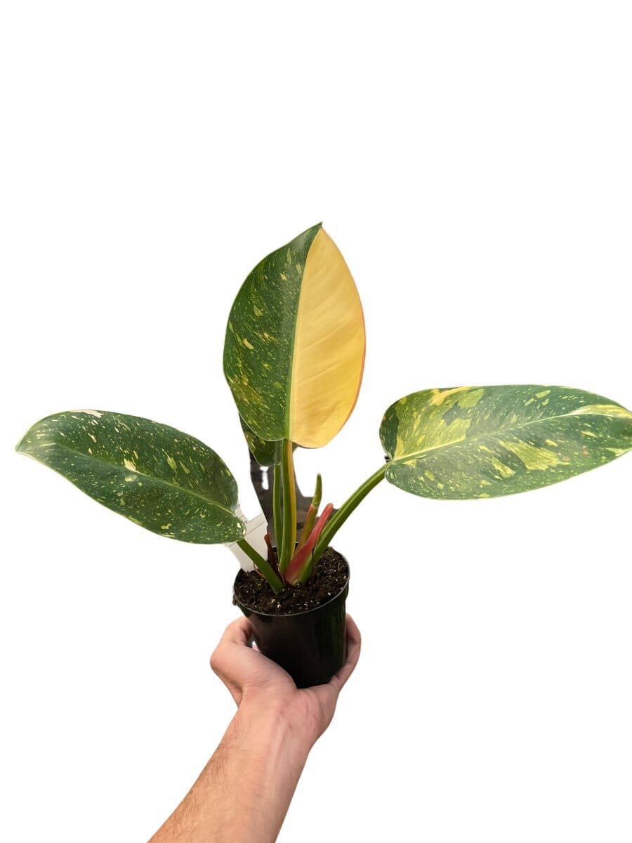 Philodendron 'Congo Green Variegated'-6" Plant-Trendy Gardener