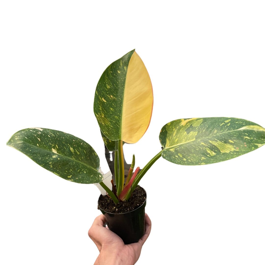 Philodendron 'Congo Green Variegated'-6" Plant-Trendy Gardener