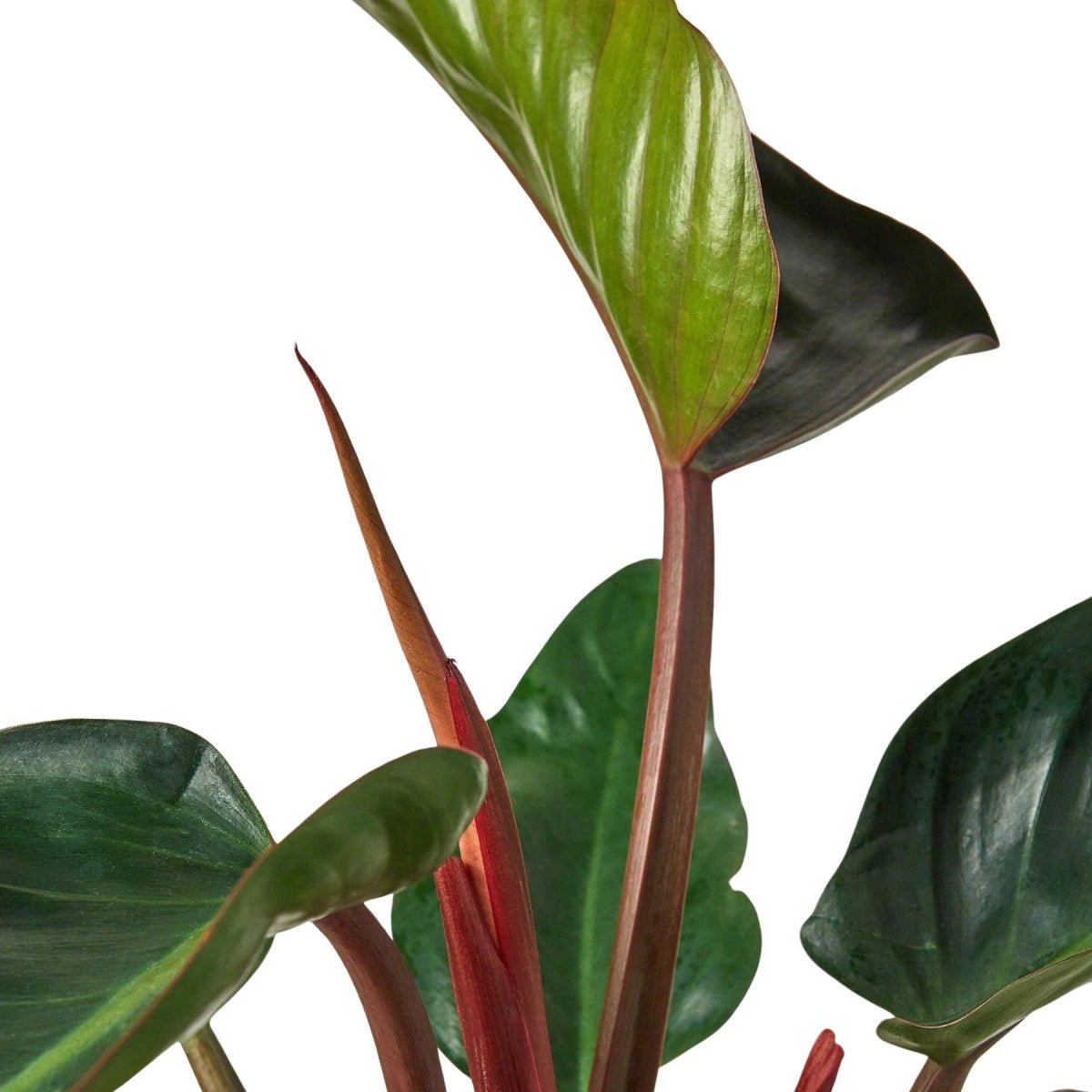 Philodendron 'Congo Rojo' Indoor Plants Trendy Gardener 10