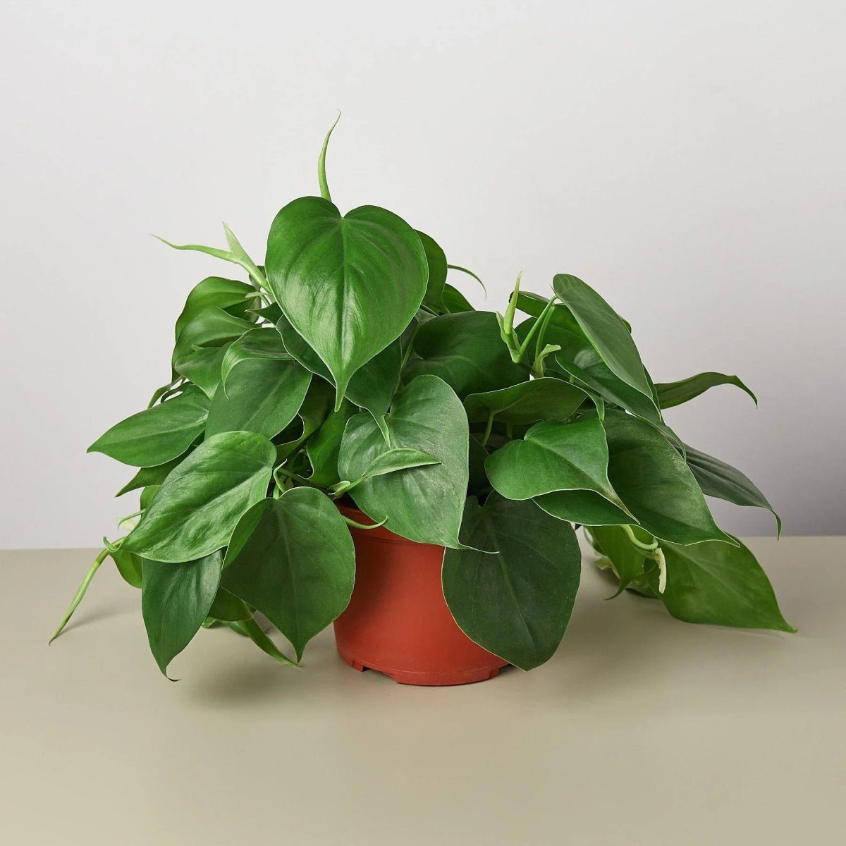 Philodendron Cordatum Heartleaf-Indoor Plants-Trendy Gardener