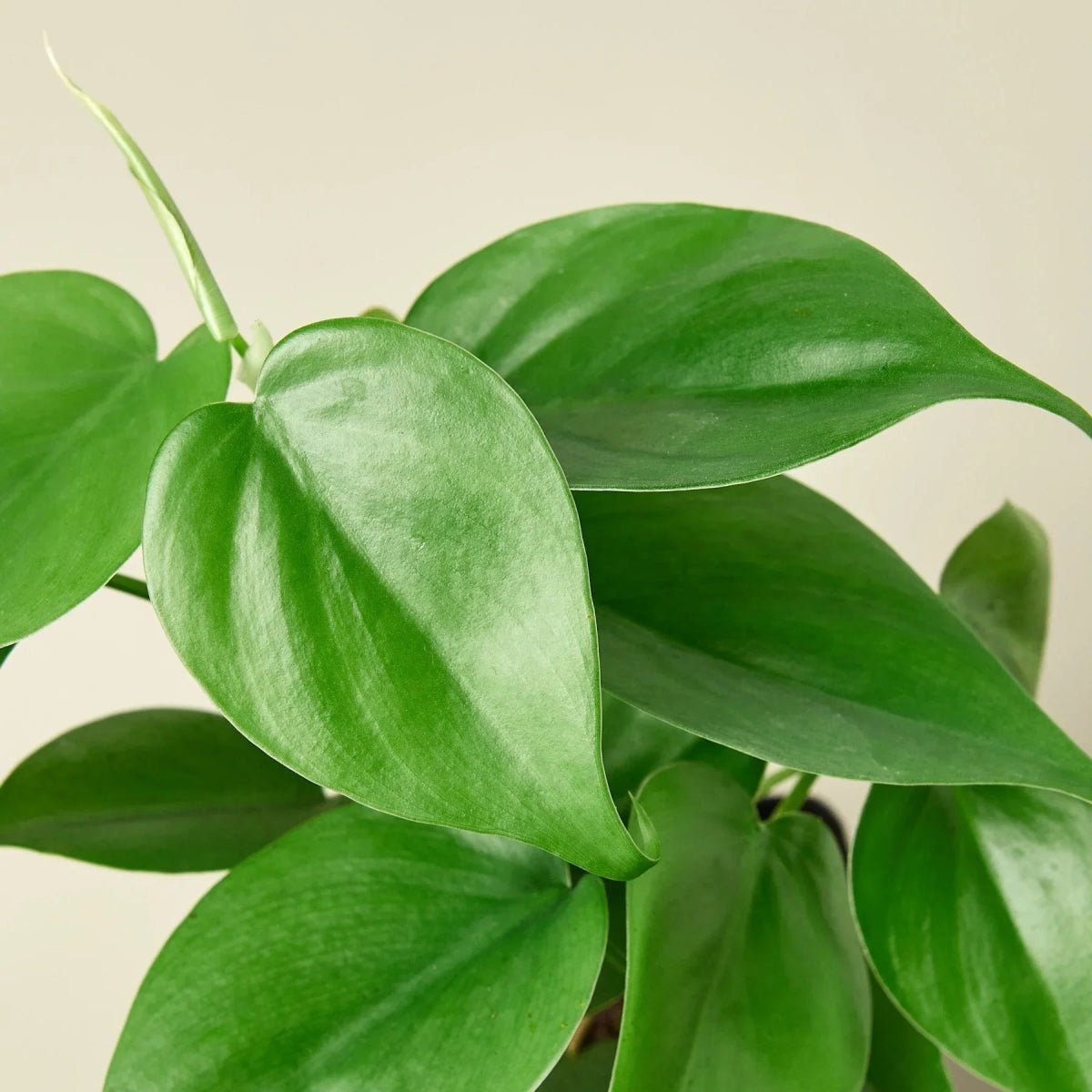 Philodendron Cordatum Heartleaf-Indoor Plants-Trendy Gardener