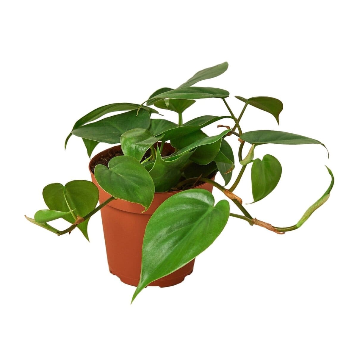 Philodendron Cordatum Heartleaf-Indoor Plants-Trendy Gardener