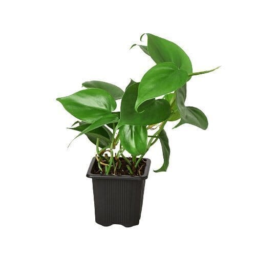 Philodendron Cordatum Heartleaf-Indoor Plants-Trendy Gardener