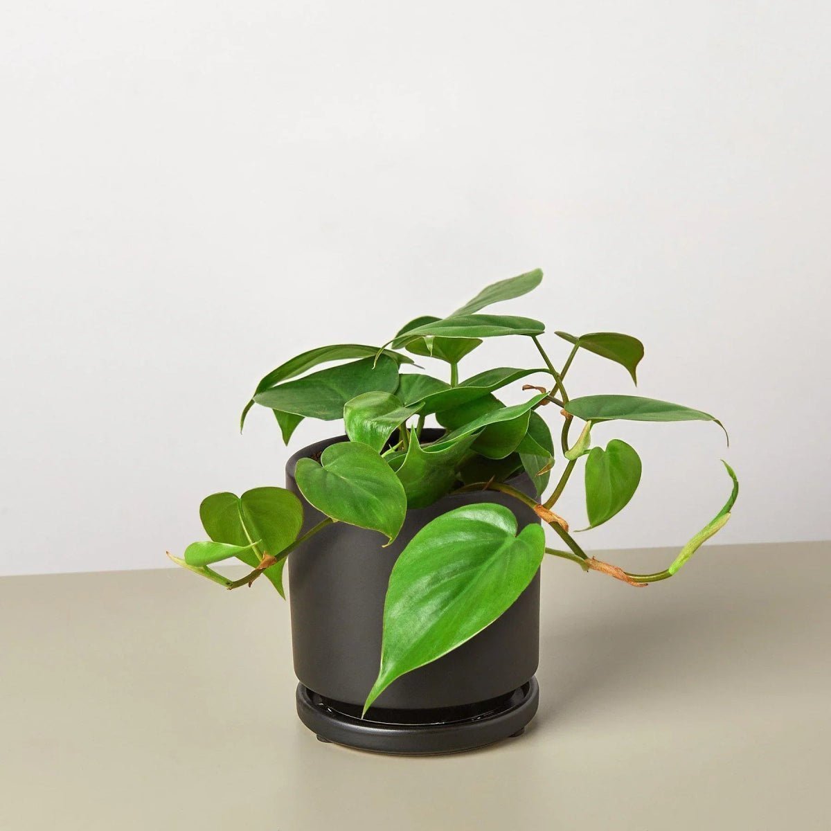 Philodendron Cordatum Heartleaf-Indoor Plants-Trendy Gardener