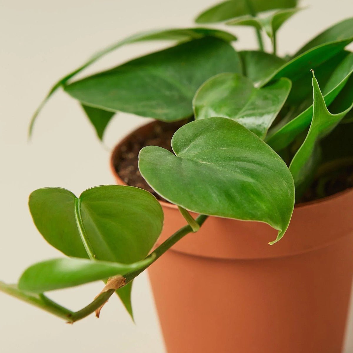 Philodendron Cordatum Heartleaf-Indoor Plants-Trendy Gardener