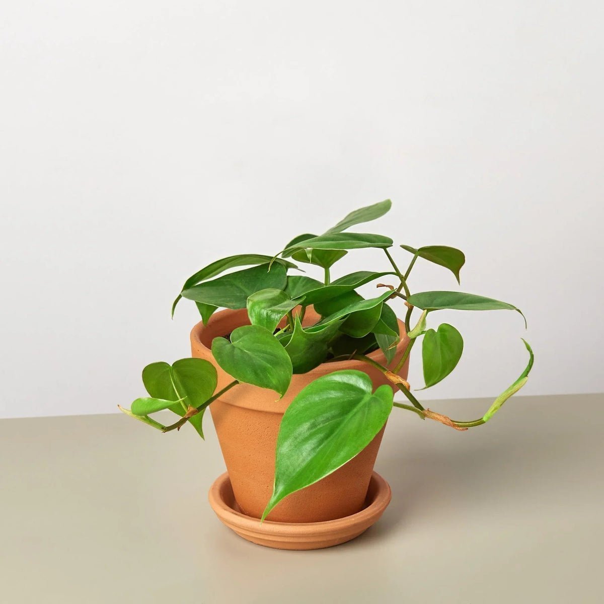 Philodendron Cordatum Heartleaf-Indoor Plants-Trendy Gardener