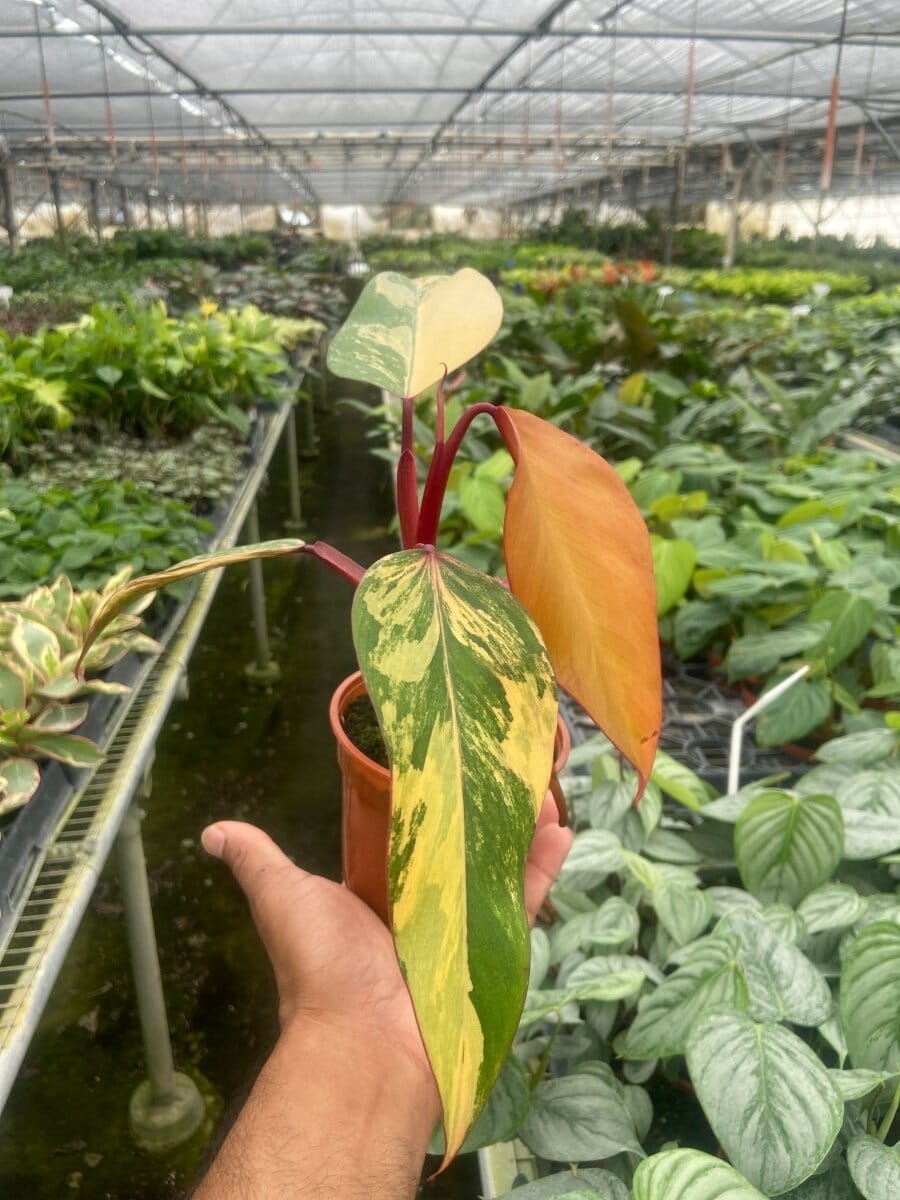 Philodendron (erubescens) 'Strawberry Shake'-Indoor Plants-Trendy Gardener