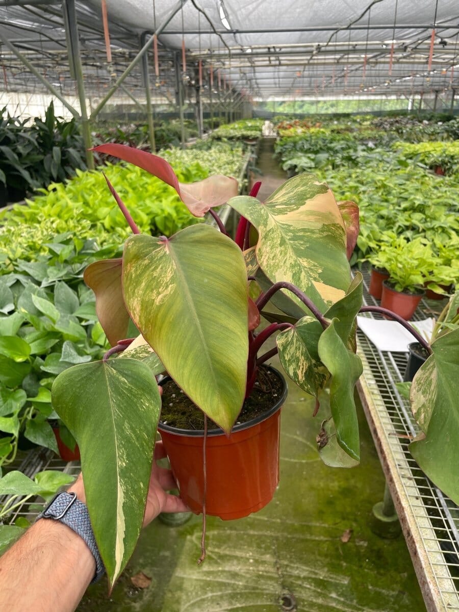 Philodendron (erubescens) 'Strawberry Shake'-Indoor Plants-Trendy Gardener