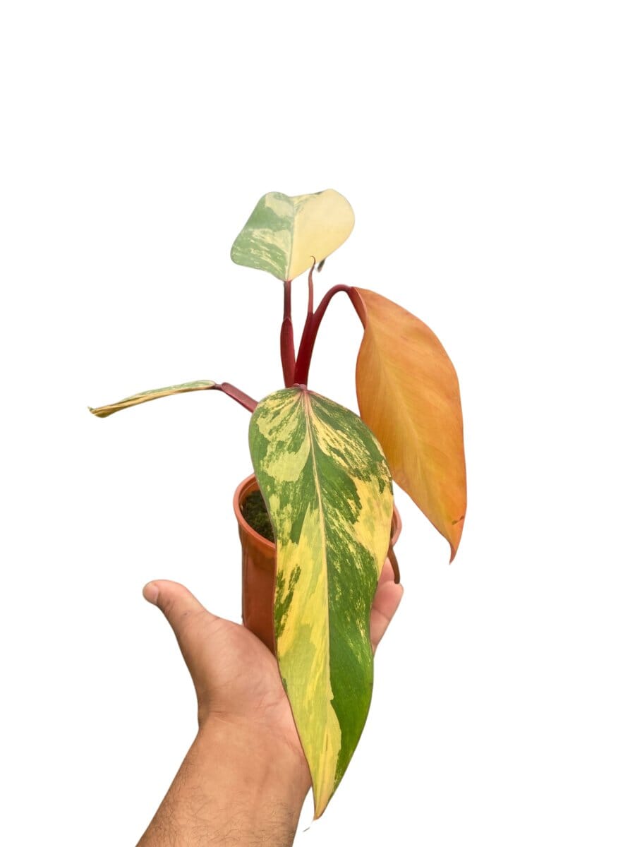 Philodendron (erubescens) 'Strawberry Shake'-Indoor Plants-Trendy Gardener