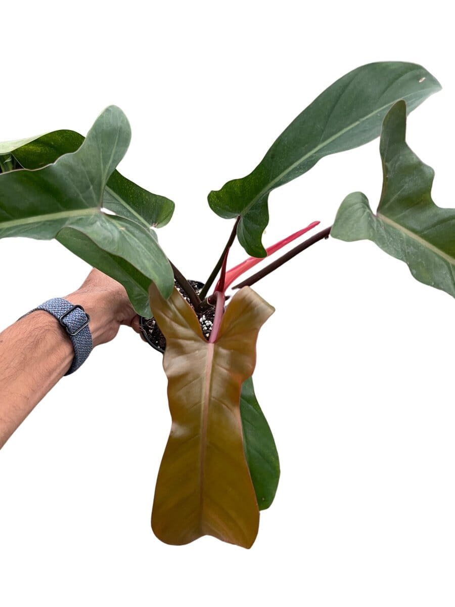 Philodendron 'Florida Bronze'-Indoor Plants-Trendy Gardener