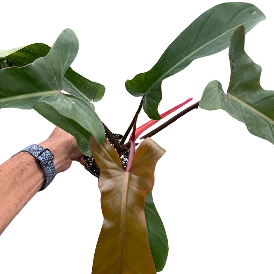 Philodendron 'Florida Bronze'-Indoor Plants-Trendy Gardener