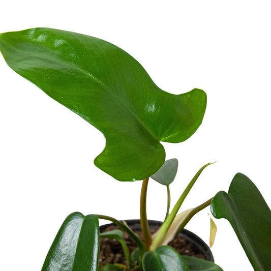 Philodendron 'Florida Green'-Indoor Plants-Trendy Gardener