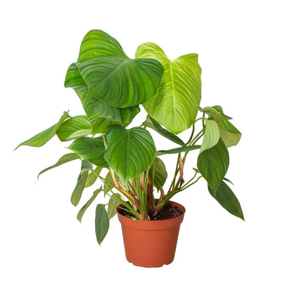 Philodendron 'Fuzzy Petiole'-Indoor Plants-Trendy Gardener