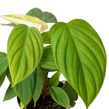 Philodendron 'Fuzzy Petiole'-Indoor Plants-Trendy Gardener