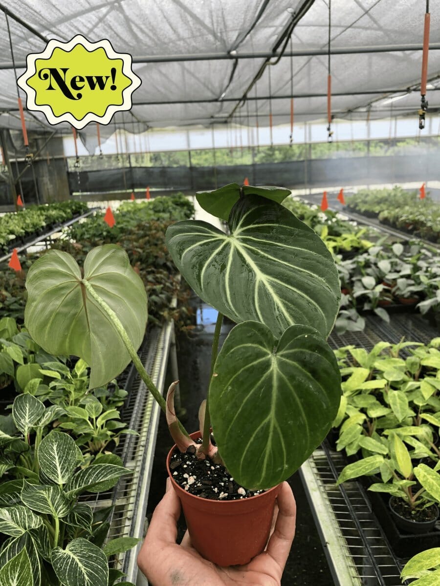 Philodendron Gloriosum 'Zebra'-Indoor Plants-Trendy Gardener