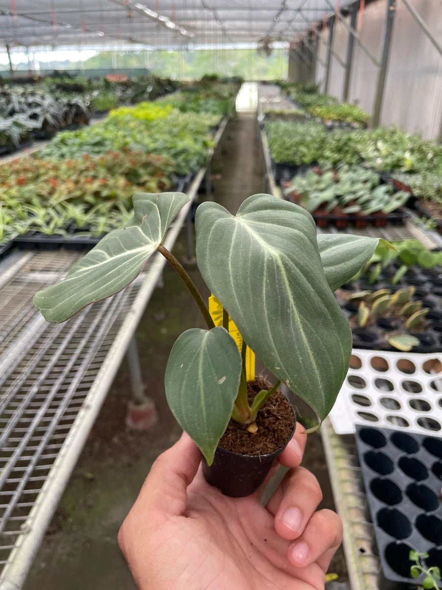 Philodendron Gloriosum 'Zebra'-Indoor Plants-Trendy Gardener