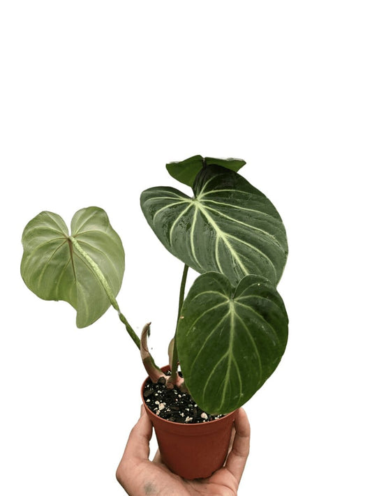 Philodendron Gloriosum 'Zebra'-Indoor Plants-Trendy Gardener