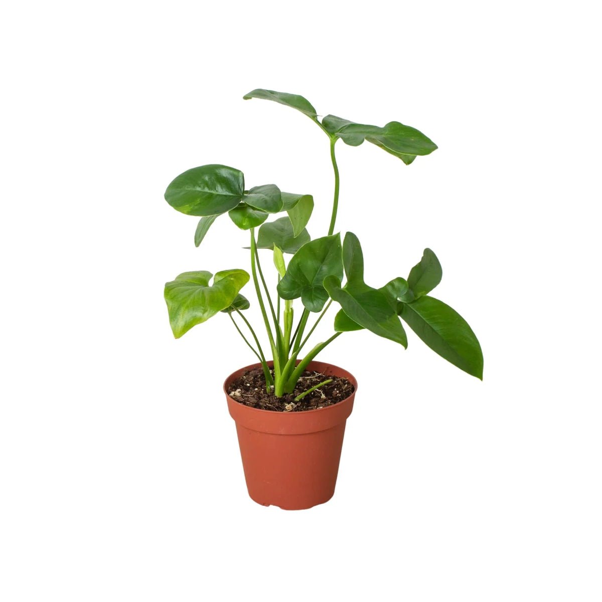 Philodendron Goeldii-Indoor Plants-Trendy Gardener