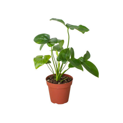 Philodendron Goeldii-Indoor Plants-Trendy Gardener