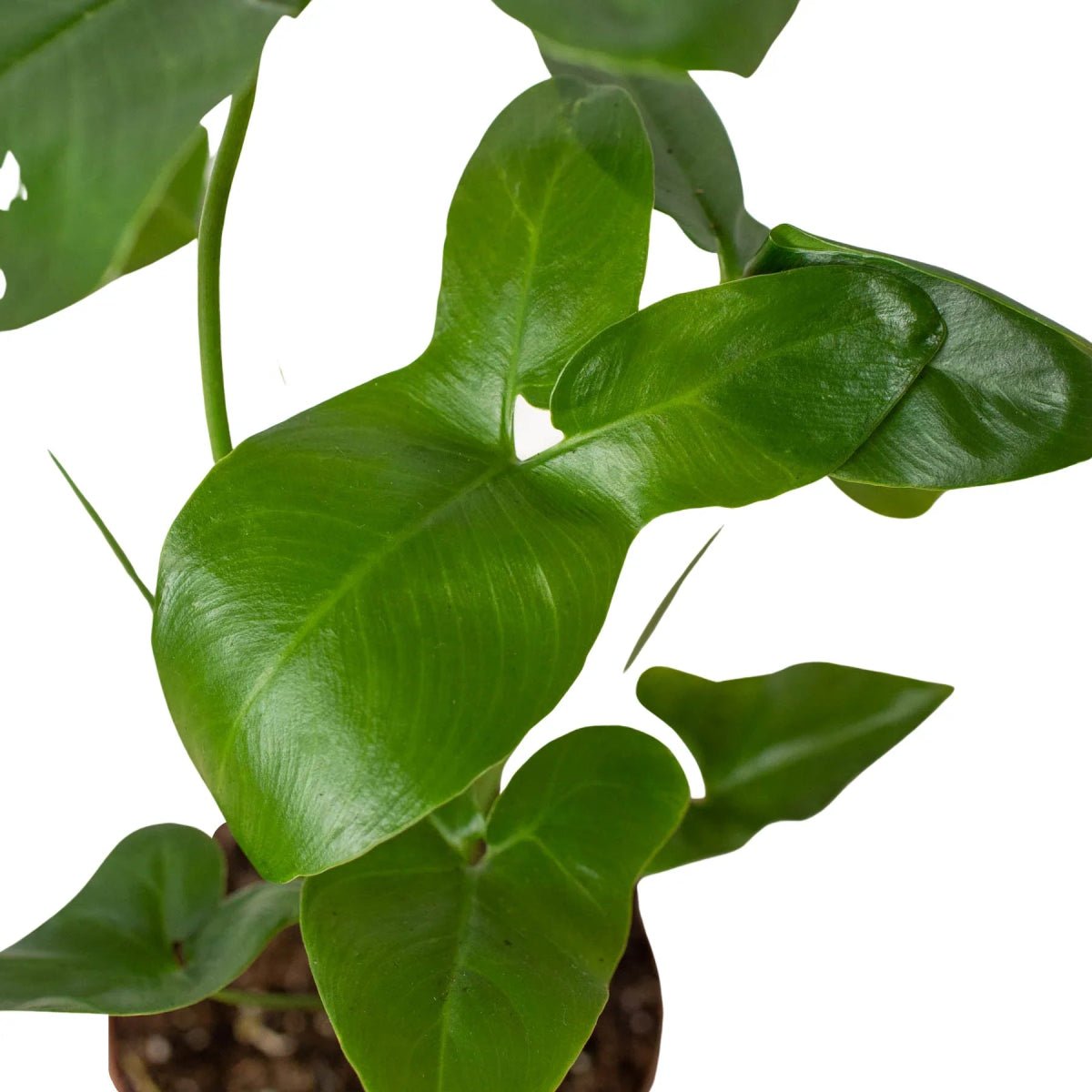 Philodendron Goeldii Indoor Plants Trendy Gardener 4" Pot 