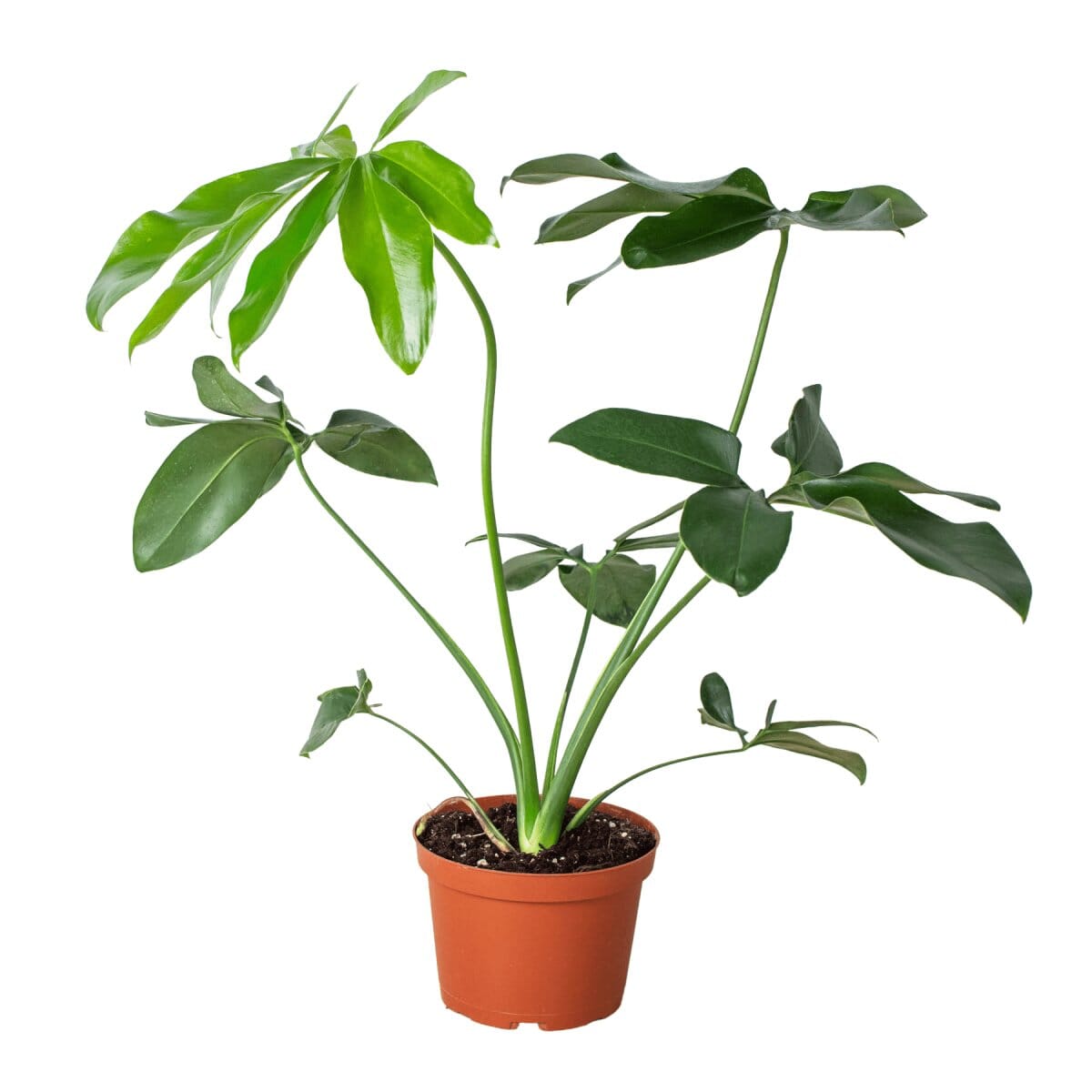 Philodendron Goeldii-Indoor Plants-Trendy Gardener