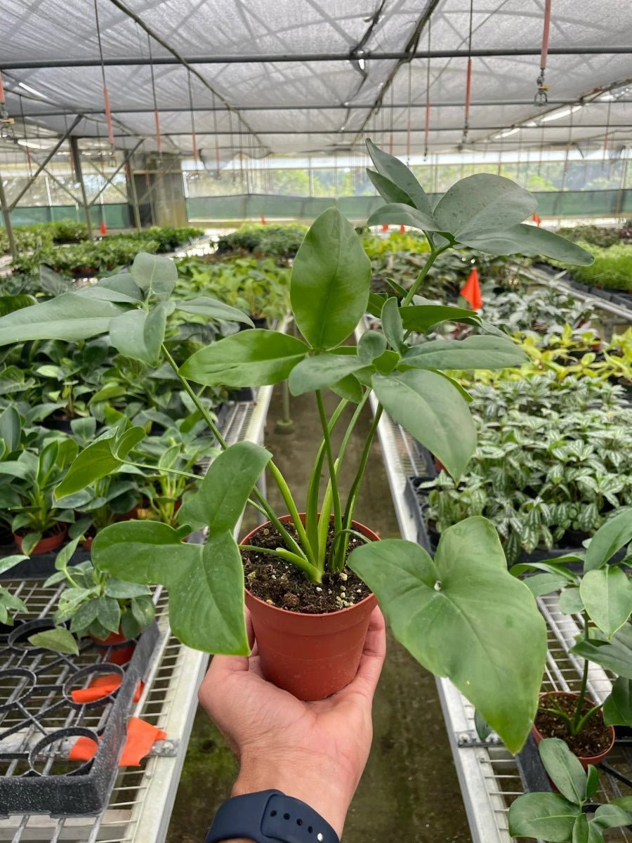 Philodendron Goeldii-Indoor Plants-Trendy Gardener