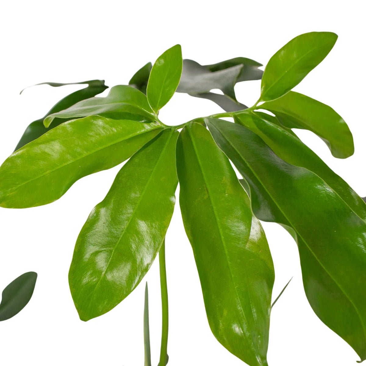 Philodendron Goeldii Indoor Plants Trendy Gardener 6" Pot 