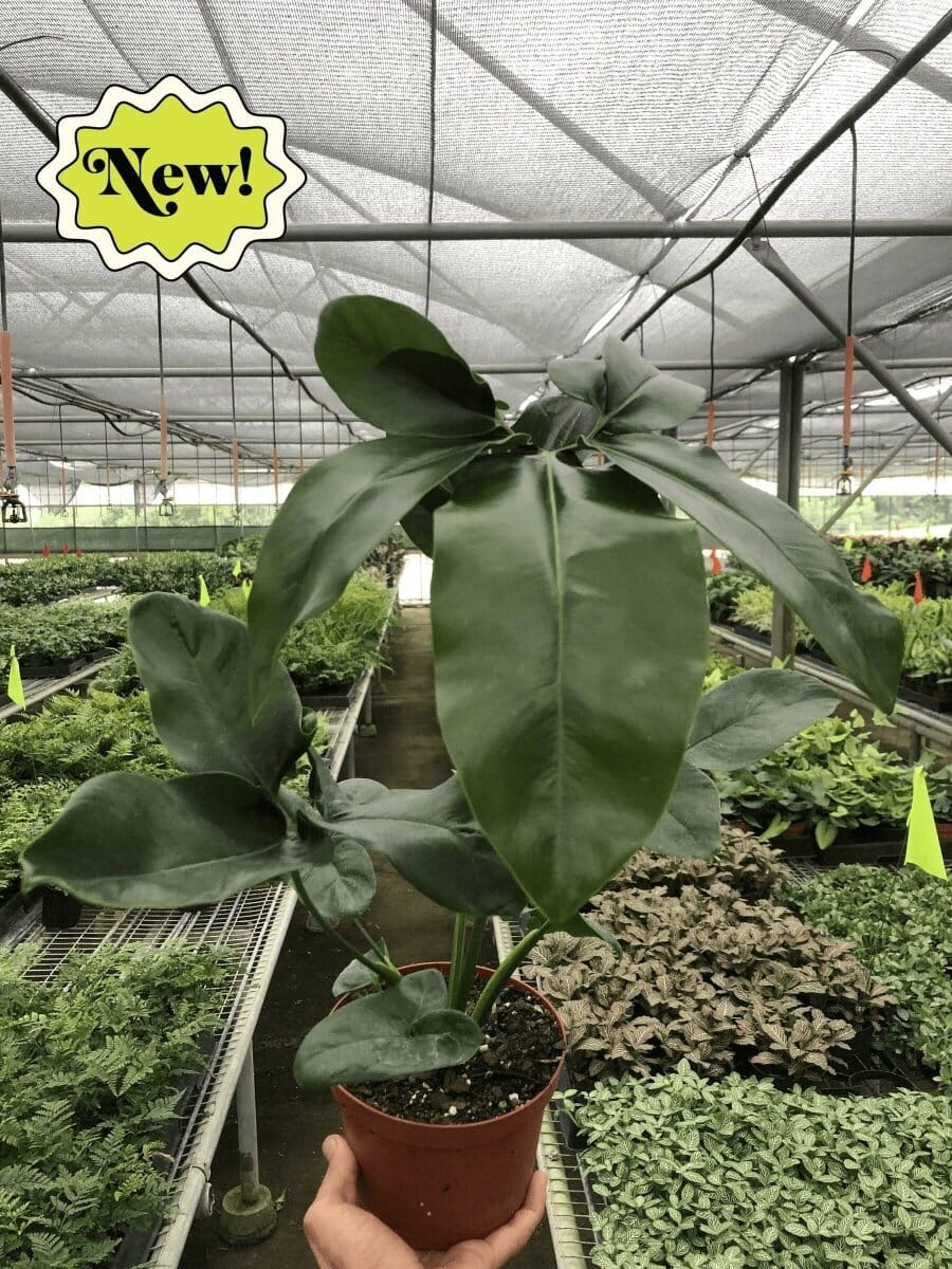 Philodendron Goeldii-Indoor Plants-Trendy Gardener