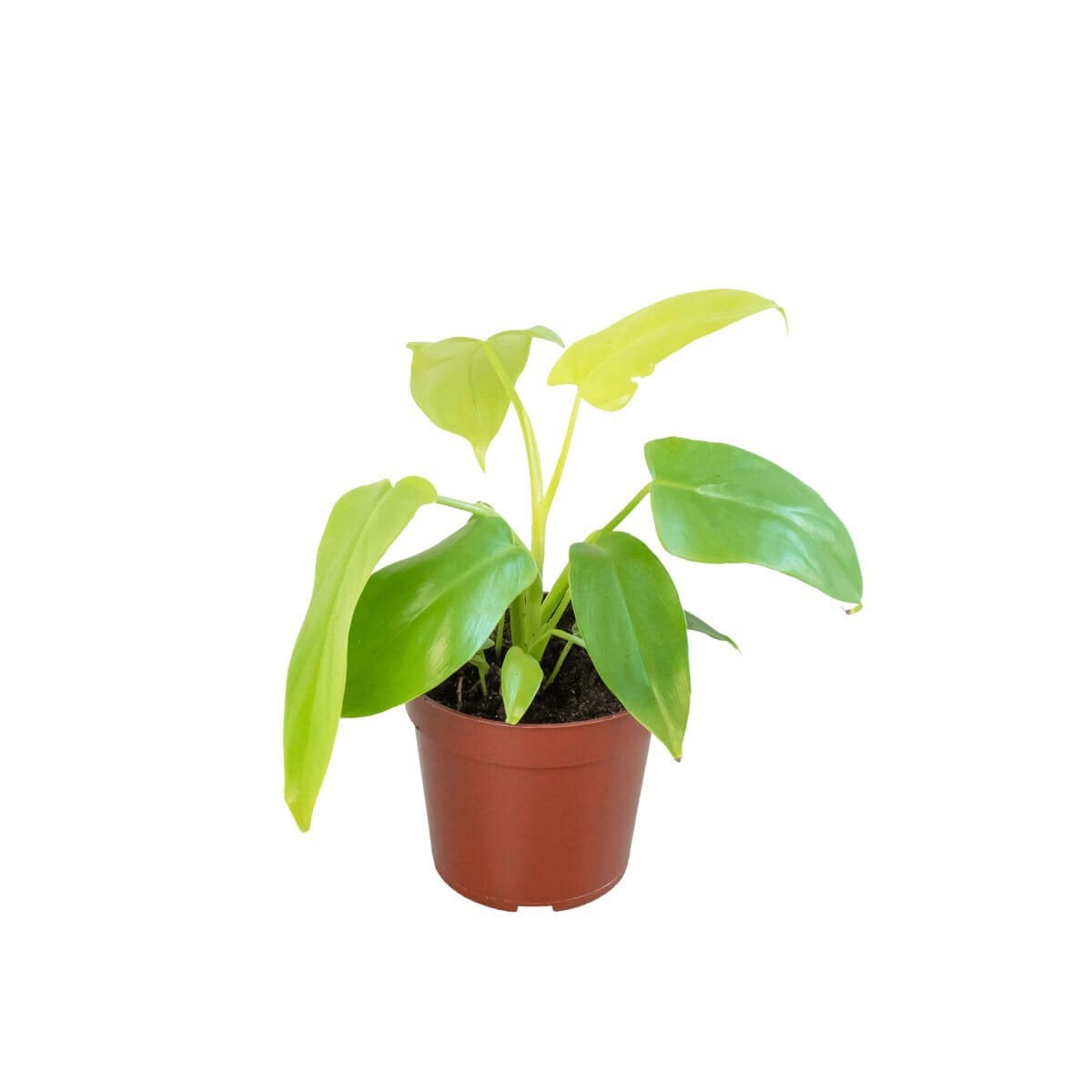 Philodendron Gold Violin-Indoor Plants-Trendy Gardener