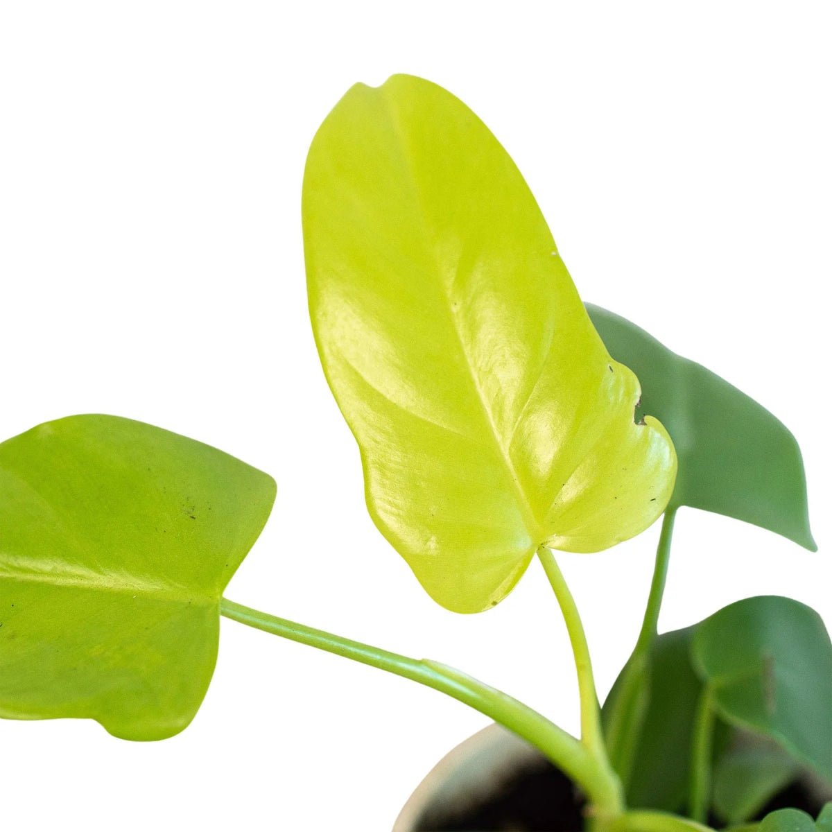 Philodendron Gold Violin-Indoor Plants-Trendy Gardener