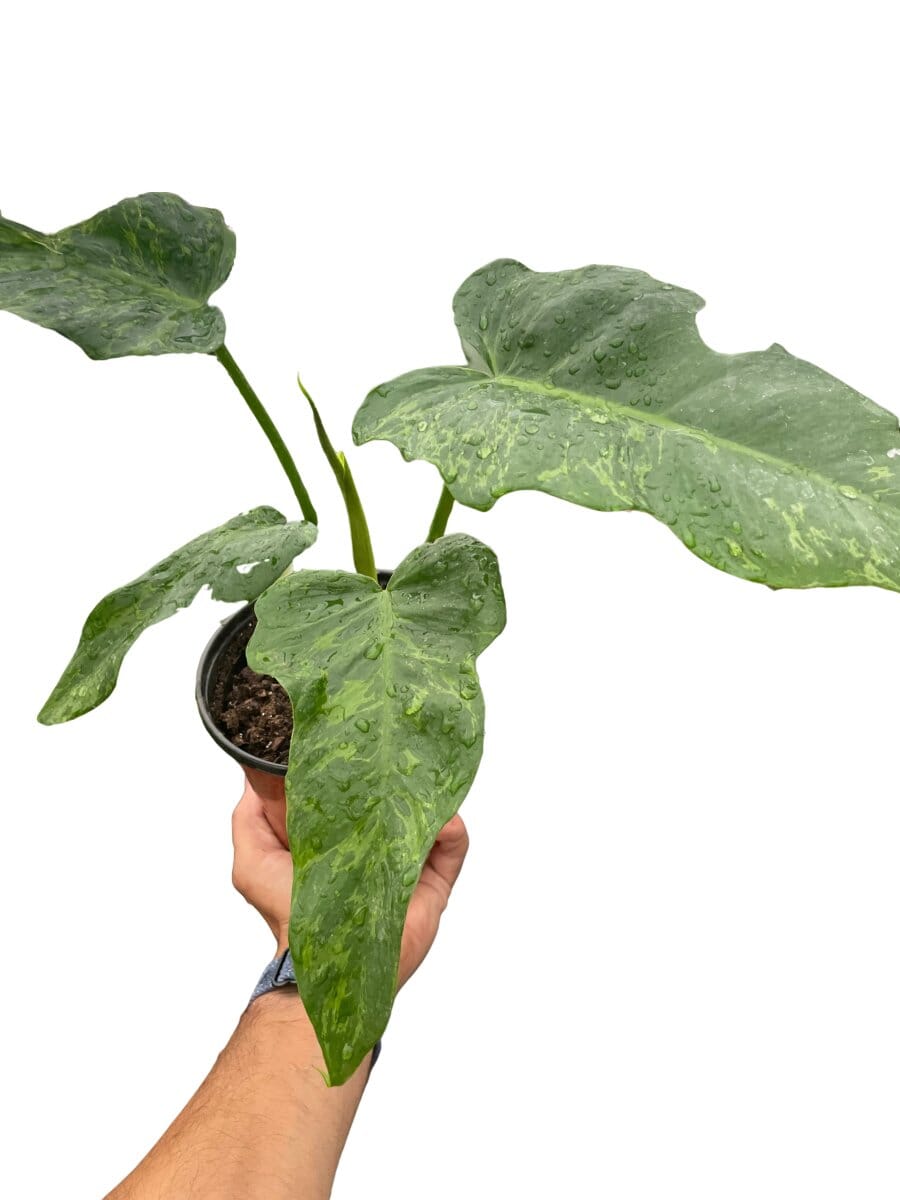 Philodendron 'Golden Dragon'-Indoor Plants-Trendy Gardener