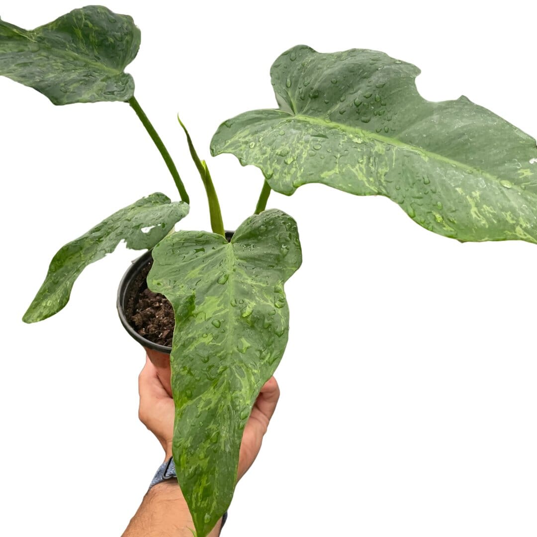 Philodendron 'Golden Dragon'-Indoor Plants-Trendy Gardener