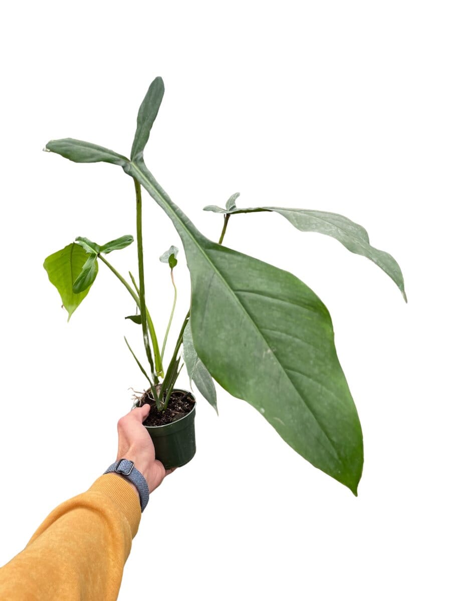 Philodendron Joepii-Indoor Plants-Trendy Gardener