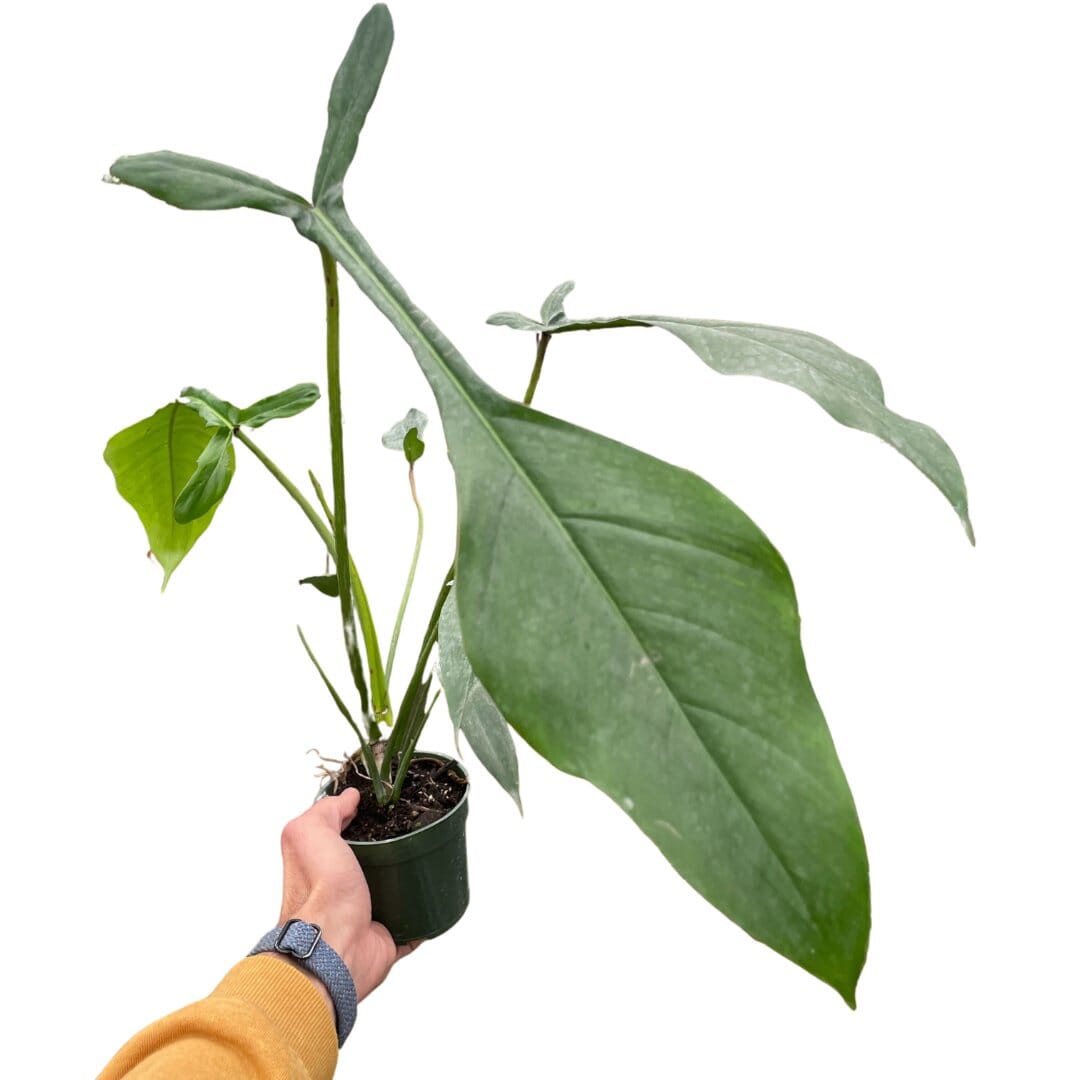 Philodendron Joepii-Indoor Plants-Trendy Gardener