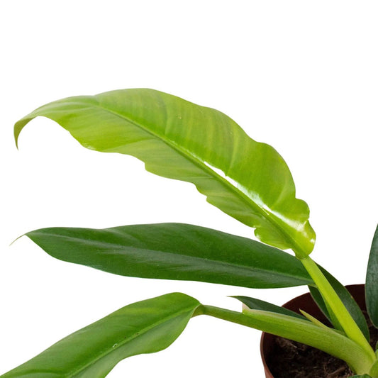 Philodendron Jungle Boogie 'Narrow Escape'-Indoor Plants-Trendy Gardener