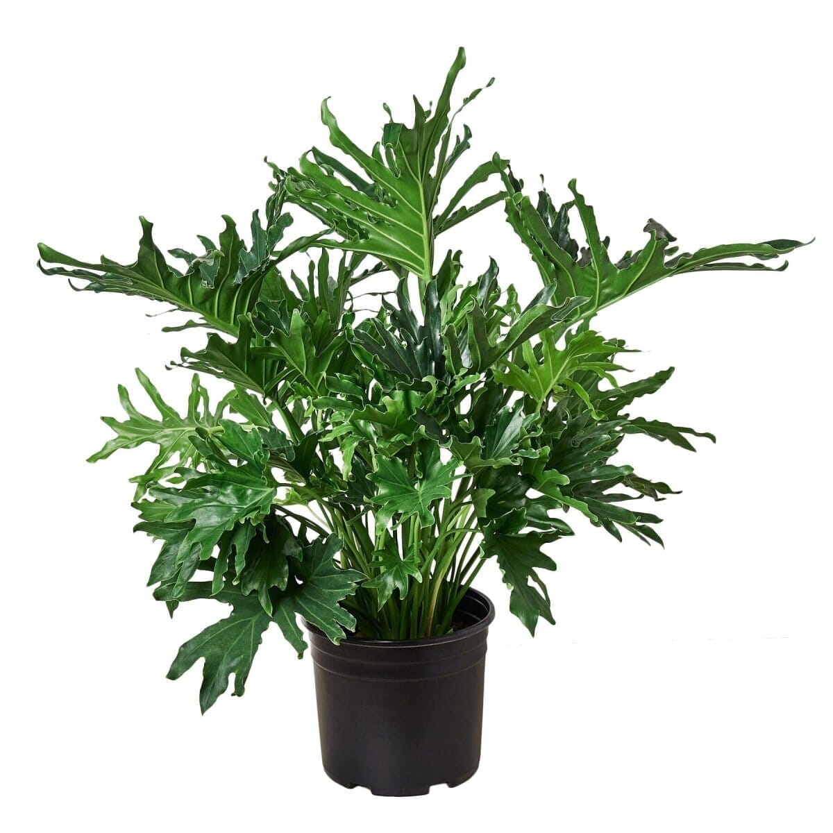 Philodendron ‘Lickety Split'-Indoor Plants-Trendy Gardener